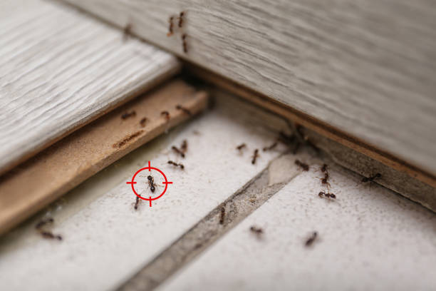 Best Termite Control Services  in Myrtle Creek, OR