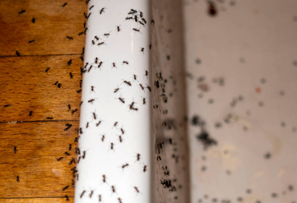 Best Wasp Removal Services  in Myrtle Creek, OR