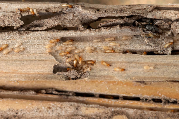 Myrtle Creek, OR Pest Control Company
